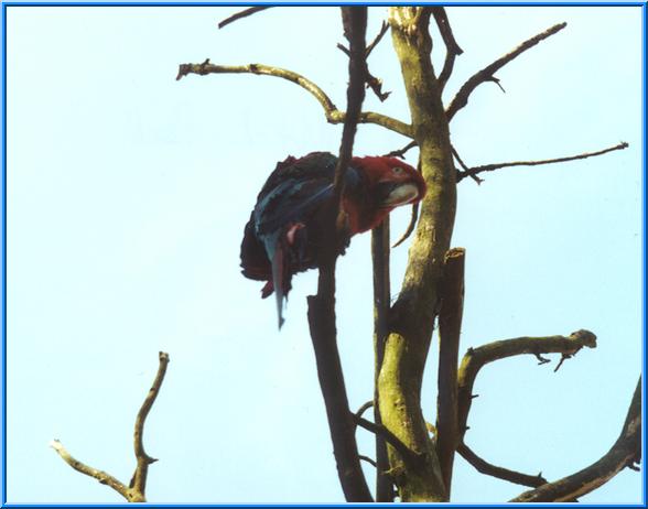 Un pappagallo al nel parco di Fota.