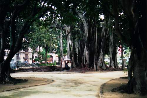 Ritorniamo un attimo indietro. Qui siamo a Piazza Marina sotto una pioggia incessante. Siamo per lo stesso andati di nuovo ad ammirare queste bellezze della natura. Si tratta di due grandissimi alberi di ficus. Non sono riuscito a farli stare in tutta la loro maestosit all'interno della foto. Sono veramente enormi e possenti. Bisogna proprio andarli a vedere. Li potete trovare in un giardinetto a Palermo vicino al mercato dellla Vucciria.